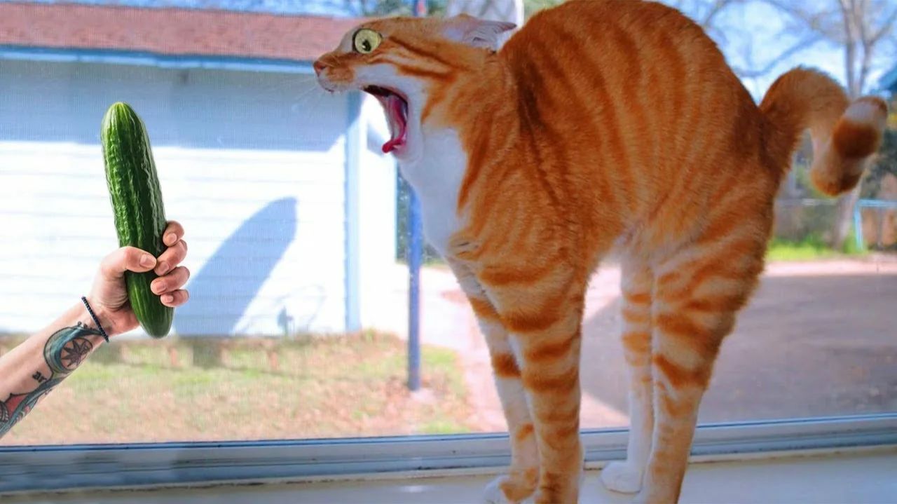 СМЕШНО ДО СЛЕЗ 😹😍 СМЕШНЫЕ КОТЫ, ЛУЧШИЕ ПРИКОЛЫ С КОТАМИ, СОБАКАМИ КОШКИ,СОБАКИ , ЖИВОТНЫЕ 🥰