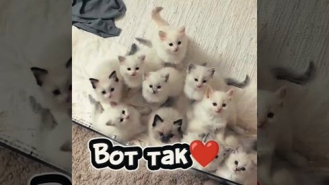 подписчикам 💗💕💞🛐#shorts