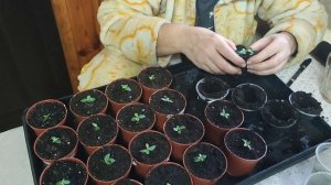 Пересадка рассады цветов Эустома