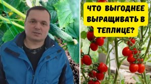 Что проще и выгоднее выращивать в теплице? Огурцы или помидоры?