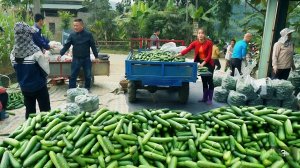 Собираем много огурцов, для продажи на рынке.