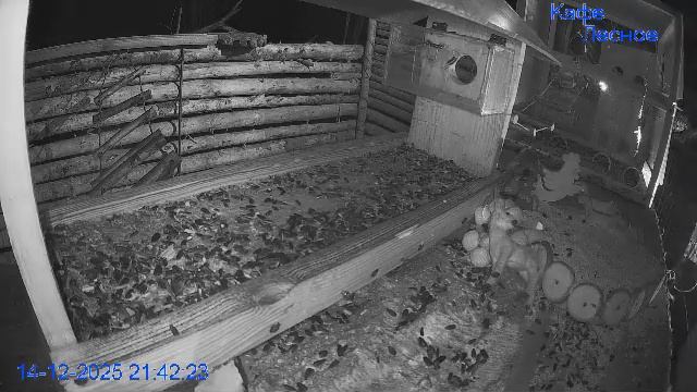 🔴 24 LIVE Кормушка смотреть онлайн