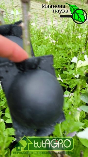 Необычное размножение роз. Черенкование без обрезания. 100 % укоренение без ухода.