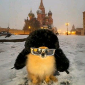 Стенд лео на пк