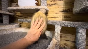 Хорьку Ларисе ТАК ПОНРАВИЛАСЬ наша горка, но нам кажется что ей нужно поменять имя, ПОДСКАЗЫВАЙТЕ !