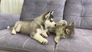 Щенок Хаски реагирует на первую встречу с Котёнком 🥰