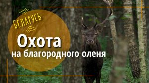 Охота на благородного оленя