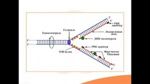 Видео-встреча по биологии 15.12.2025