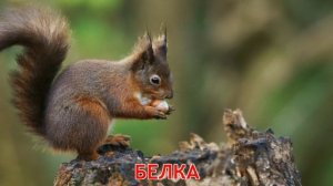 Дикие животные 😺