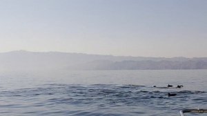 Наблюдаем за дельфинами