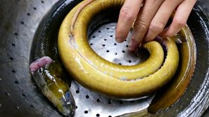 ГИГАНТСКИЕ УГОРЬ РЫБА Нью-Йорк Бруклин