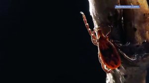 ЁЛКА БЕЗ СЮРПРИЗОВ