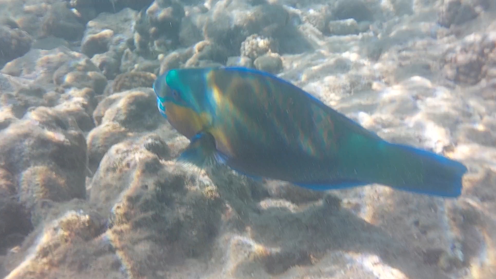 Подводная съёмка красивые рыбки