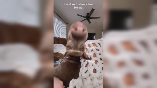 Смешные коты и собаки (ч. 2)