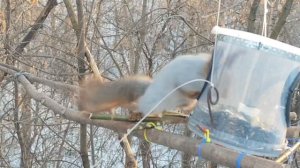 Будни белочек 🥰