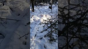 Волки загрызли кабанов