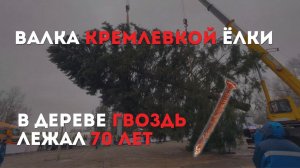 Валка Главной Ёлки страны. Кремлёвская Ёлка. Распилил гвоздь ZimAni 372 XP PRO