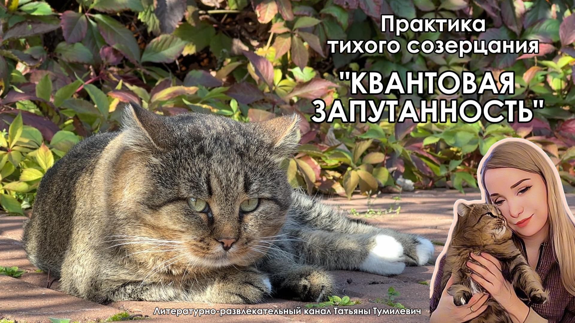 КВАНТОВАЯ ЗАПУТАННОСТЬ - медитации с Барсиком