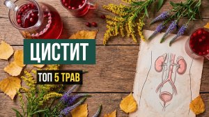 Фитосбор от цистита и воспаления почек. ТОП 5 трав