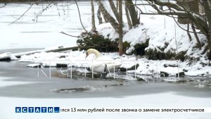 Лебедя, которого забыли в Сормовском парке, и он вмёрз в лед, атакуют вороны