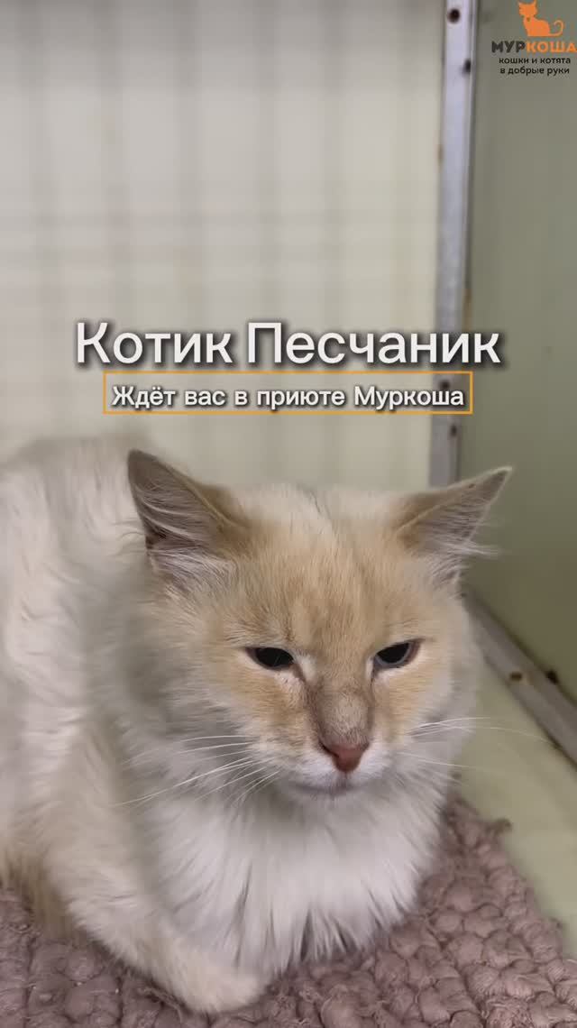 Песчаник ждёт вас в приюте #Муркоша