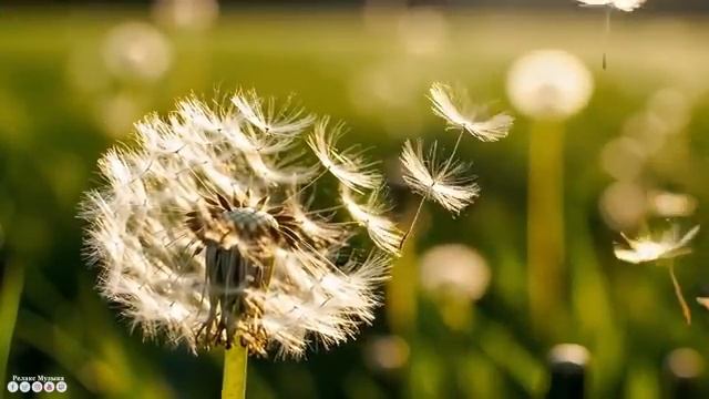 Для Души @RelaxMusictv2023 •