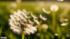 Для Души @RelaxMusictv2023 •