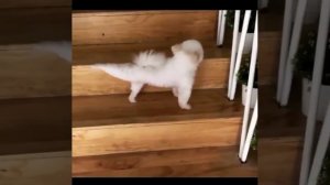 Смешные животные