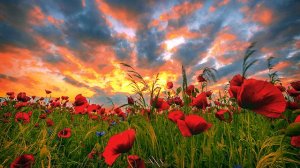 Сергей и Николай Радченко - "Зорька алая"