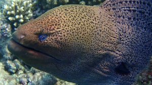 Выступает голубоглазая Жози!) Gymnothorax javanicus.Giant moray.