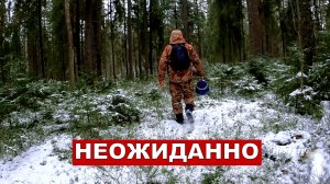 Грибник зашёл Зимой в лес и Обалдел! Нашел под Снегом поляны грибов! Грибы и лес Сказочная Карелия