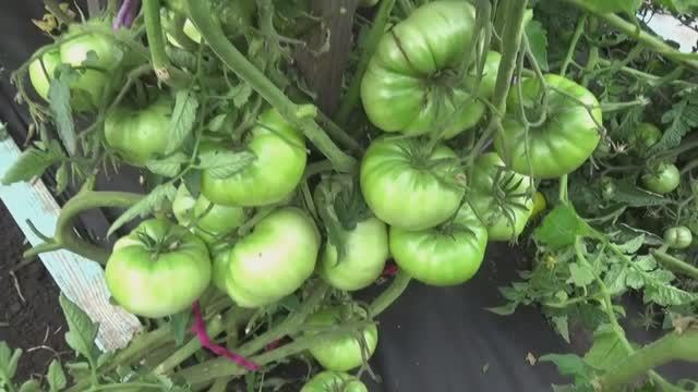 "Голый" Томатный Гном Изумрудный гигант удивил своими огромными плодами! Разве бывают такие Гномы?