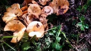 #Родина моя малая #Белорецк.mp4