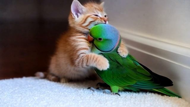 Лучшие друзья . Кот и попугай смотреть видео про животных