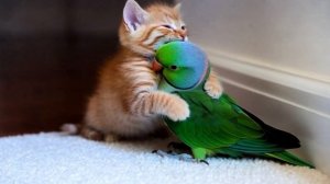 Лучшие друзья . Кот и попугай смотреть видео про животных