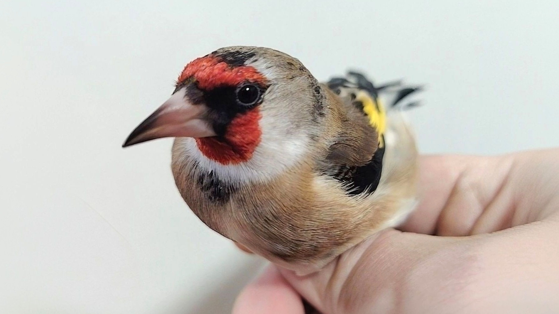 Щеглы варианты окрасов.