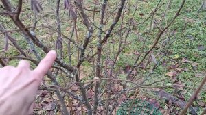 Фундук , состояние посадок