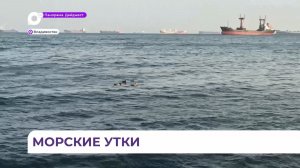В бухте Соболиной во Владивостоке замечены утки