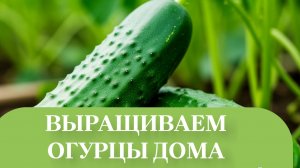 ФОРМИРУЕМ ПАСОНКИ ОГУРЦА.