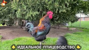 Идеальное птицеводство достойно восхищения 🐓🦆🦢🦚🦃🐔 эпизод (421)