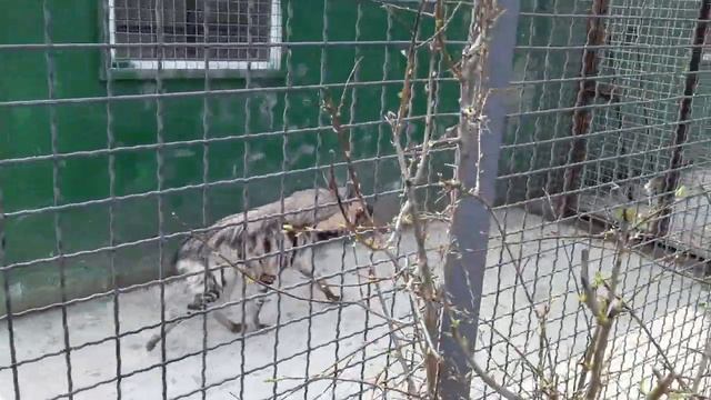 17 апреля. Парк львов _Тайган_🦁🦁🦁. Часть 6.