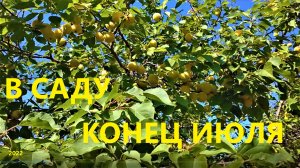 А что в саду. 31 июля 2022 года.