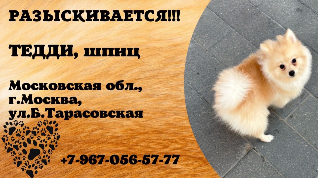 Пропала собака! ТЕДДИ, шпиц. Московская обл., г.Москва.