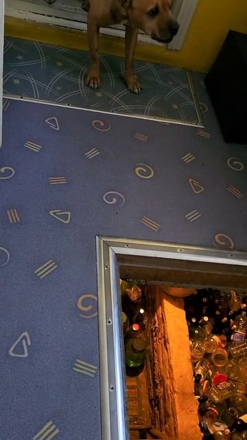 Боня и "волшебный" погребок )