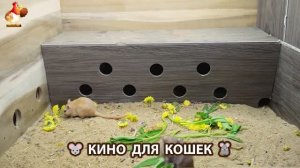 Видео для кошек про крысок развлекать питомцев 🐭🐀😂 (405)