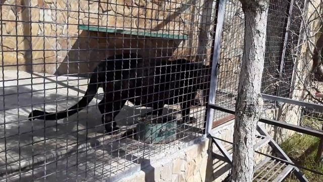 17 апреля. Парк львов _Тайган_🦁🦁🦁. Часть 8.