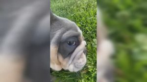 Смешные собаки и не только (ч. 1)