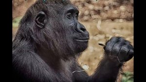 Сырая диета