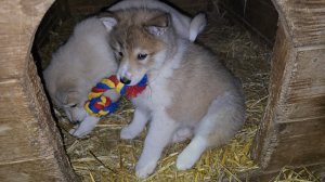 Развлекаю щенков