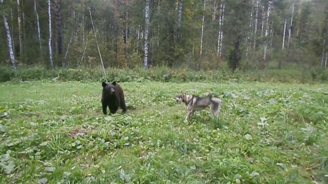 ОХОТА НА МЕДВЕДЯ// ПРИТРАВКА ЛАЙКИ// 3 ГОДА// КОБЕЛЬ// ХОРОШАЯ РАБОТА